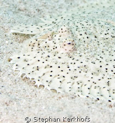 Moses sole (pardarchirus marmoratus) taken at Ras Ghozlan... by Stephan Kerkhofs 